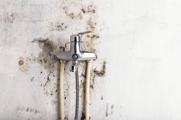 Best Affordable Mold Removal  in Adelphi, MD