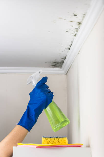 Mold Removal Process in Adelphi, MD